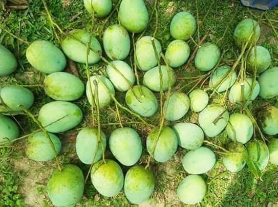 রাজশাহীর ল্যাংড়া আম ২০ কেজি ( প্যাকেজিং এবং ডেলিভারিসহ )