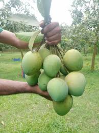 হাড়িভাঙ্গা আম ১২ কেজি ( প্যাকেজিং এবং ডেলিভারিসহ )