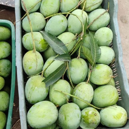 রাজশাহীর ল্যাংড়া আম ২৫ কেজি ( প্যাকেজিং এবং ডেলিভারিসহ )